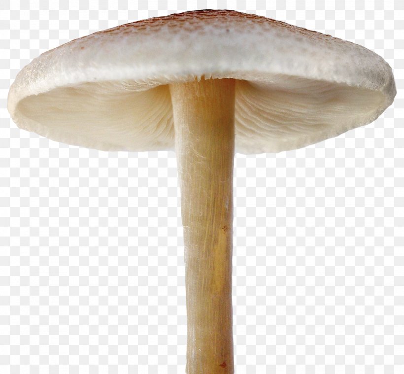 Mushroom Clip Art, PNG, 1548x1433px, Image Scanner, Canon, Designer, Furniture, Image Resolution Download Free