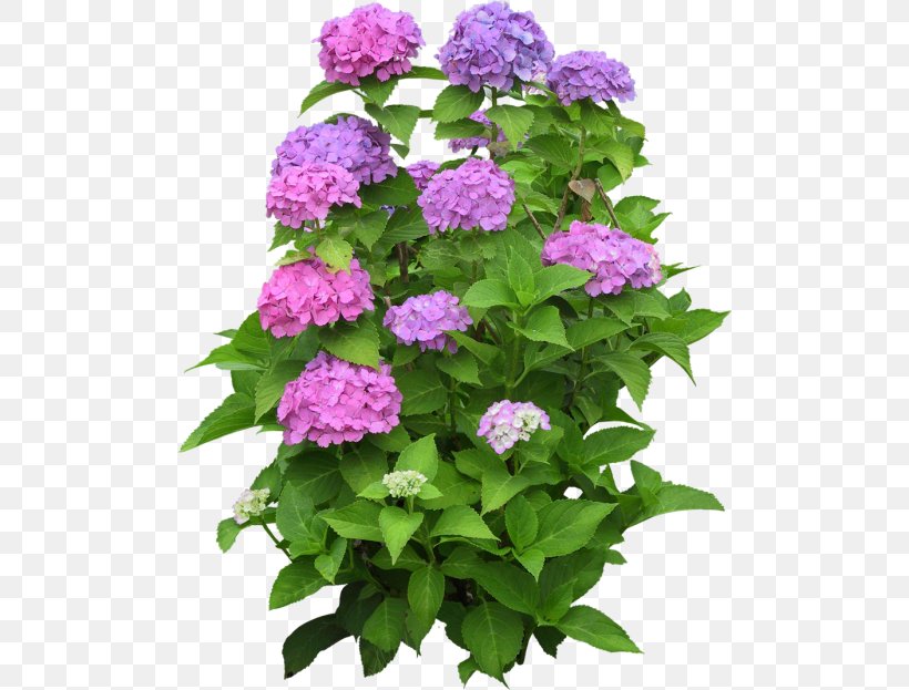 Climbing Hydrangea Houseplant Flower Garden, PNG, 500x623px, Climbing Hydrangea, Annual Plant, Box, Cornales, Flower Download Free