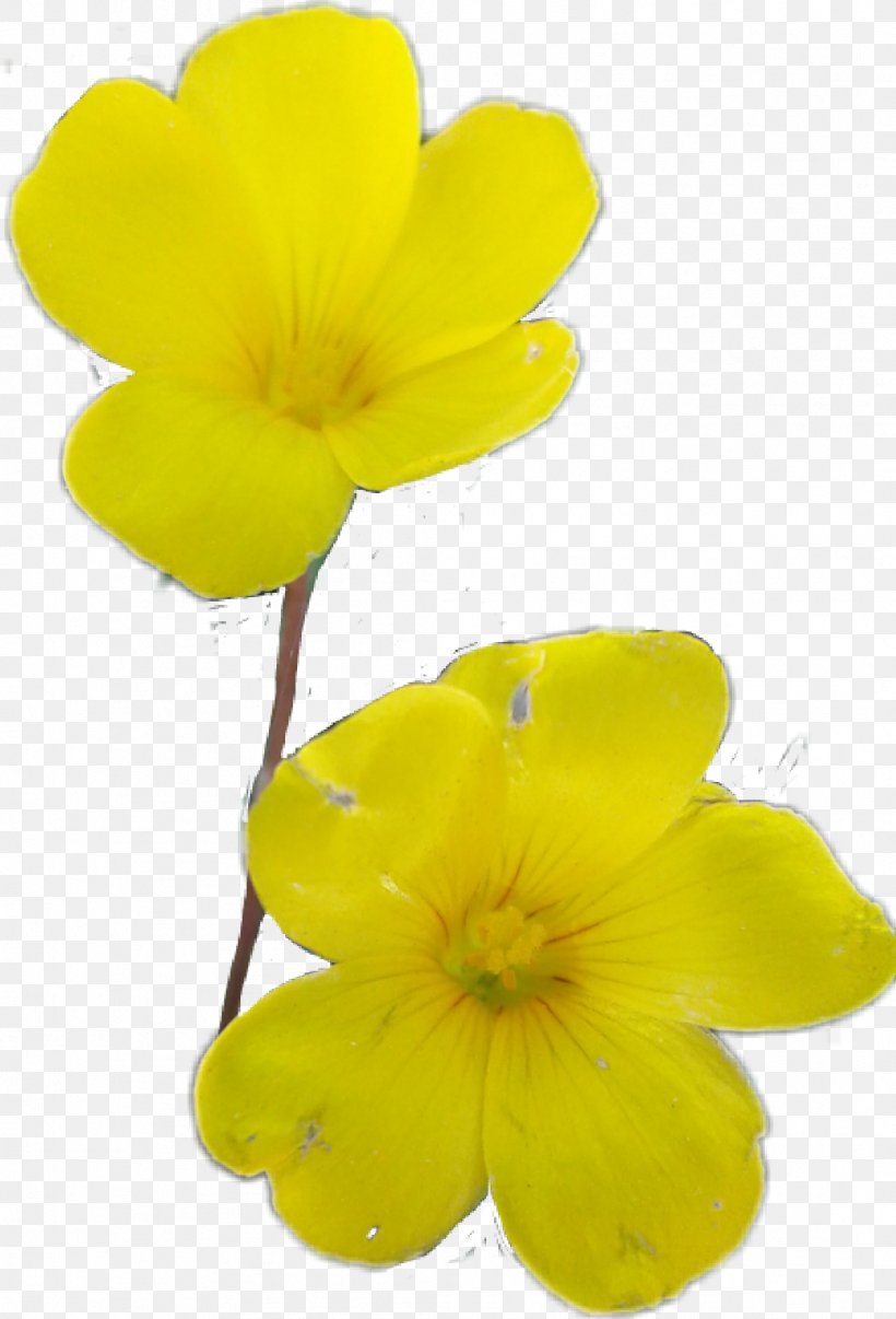 Flower Bouquet Petal Tulip, PNG, 1043x1535px, Flower, Canvas, Evening Primrose, Evening Primrose Family, Flower Bouquet Download Free