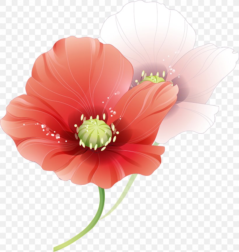 Flower Red Poppy, PNG, 1135x1200px, Flower, Annual Plant, Cut Flowers, Daisy Family, Flowering Plant Download Free