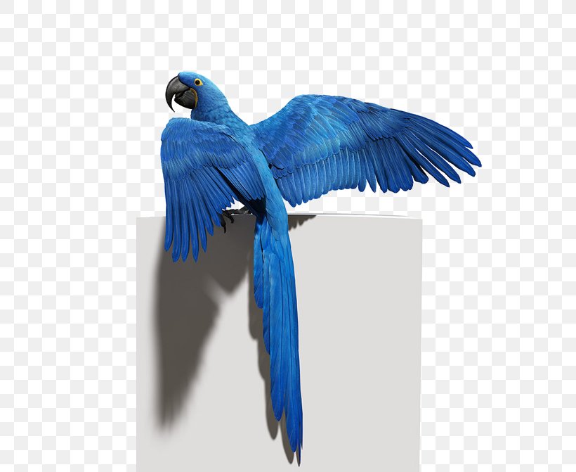 Budgerigar Bird Parrot Macaw Feather, PNG, 651x671px, Bird, Animation, Beak, Blue, Bluebird Download Free