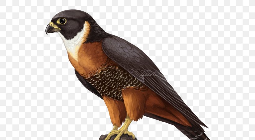 Falcon Hawk, PNG, 600x450px, Falcon, Beak, Bird, Bird Of Prey, Concept Art Download Free