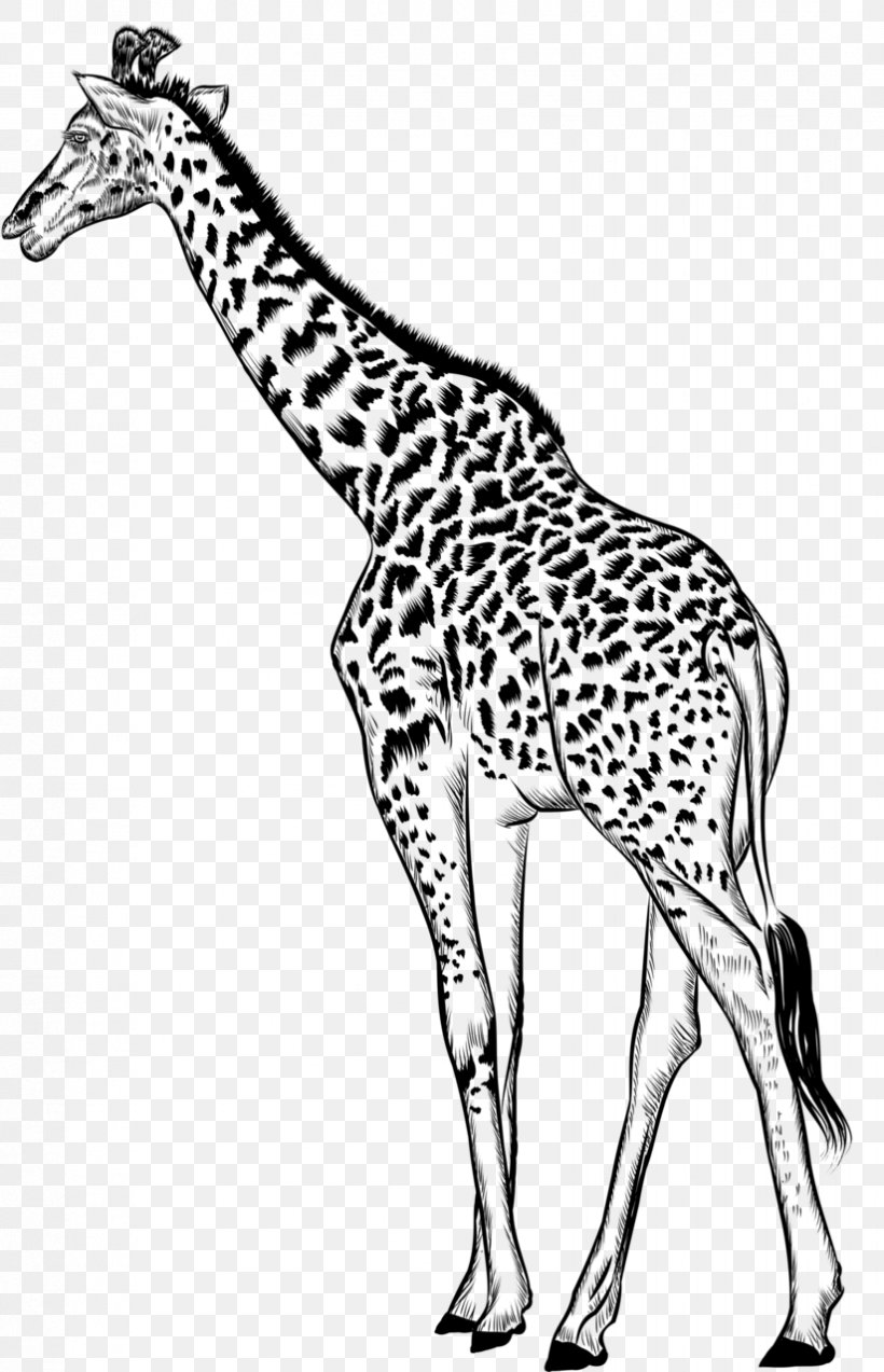 Giraffe Black & White, PNG, 824x1280px, Giraffe, Adaptation, Animal, Animal Figure, Black White M Download Free