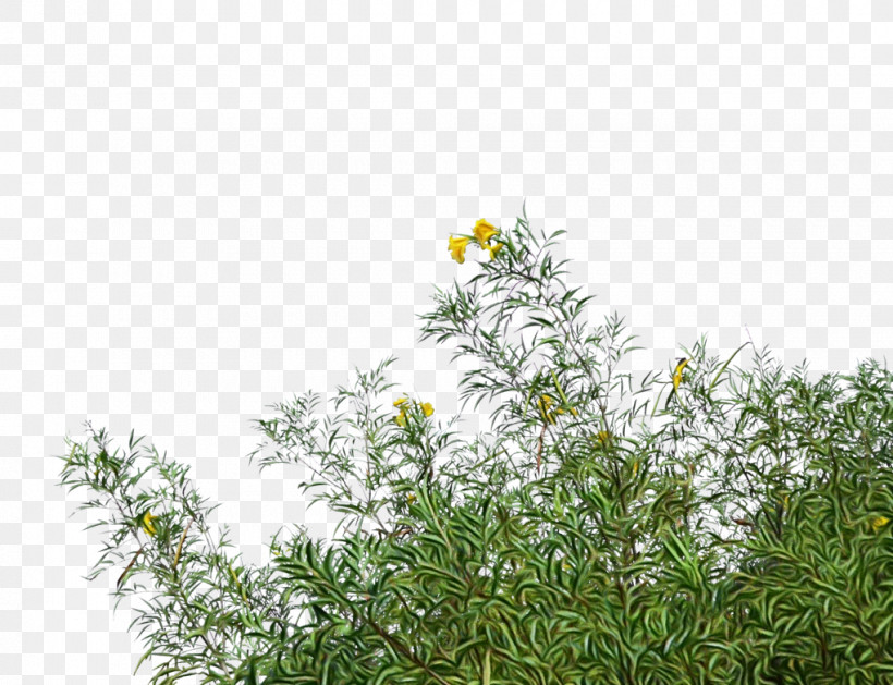 Plant Flower Grass Branch Shrub, PNG, 1020x783px, Watercolor, Branch, Camomile, Chamomile, Flower Download Free