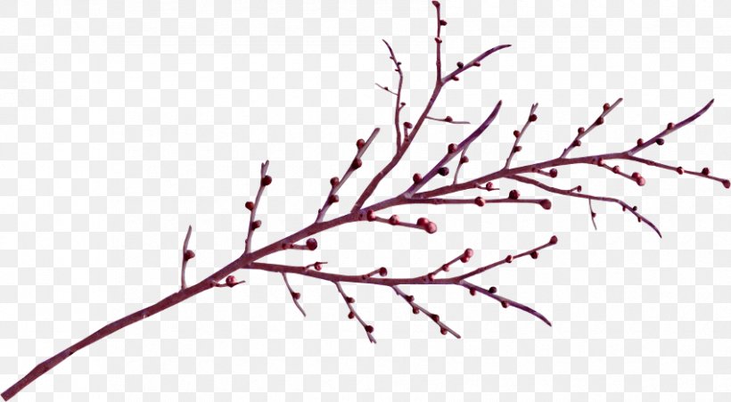 Twig Branch Clip Art, PNG, 850x468px, Twig, Branch, Chart, Flora, Flower Download Free