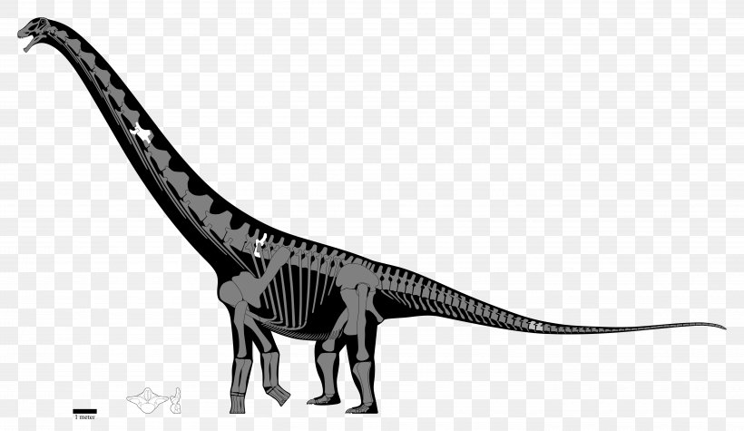Velociraptor Notocolossus Puertasaurus Patagotitan Skeleton, PNG, 5636x3271px, Velociraptor, Animal Figure, Apatosaurus, Axial Skeleton, Black And White Download Free