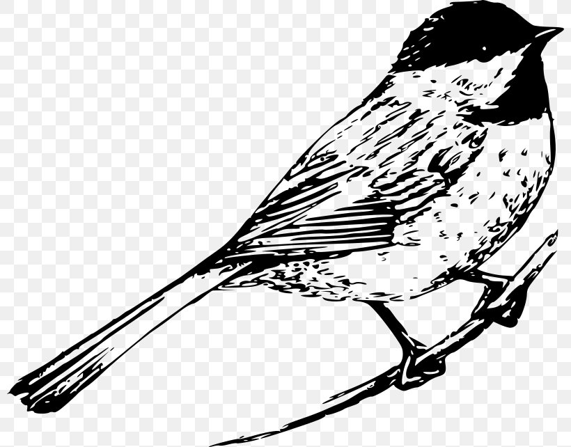 All The Bright Places Finches Songbird Violet Clip Art, PNG, 800x642px, All The Bright Places, Art, Artwork, Beak, Bird Download Free