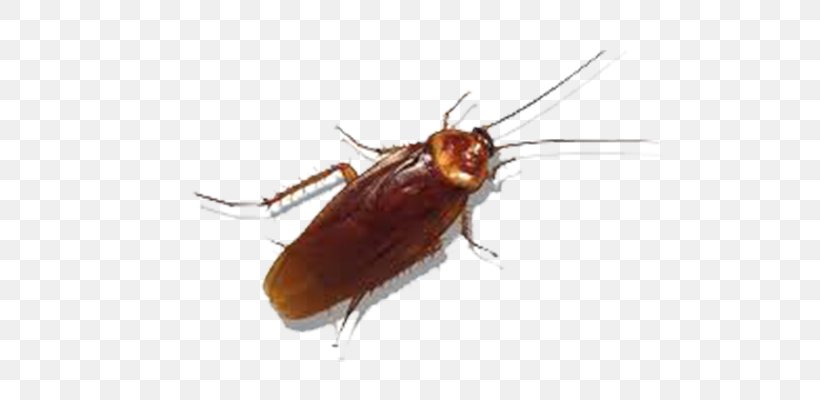 American Cockroach Insect German Cockroach Pest, PNG, 700x400px, Cockroach, American Cockroach, Arthropod, Blattidae, Blattodea Download Free