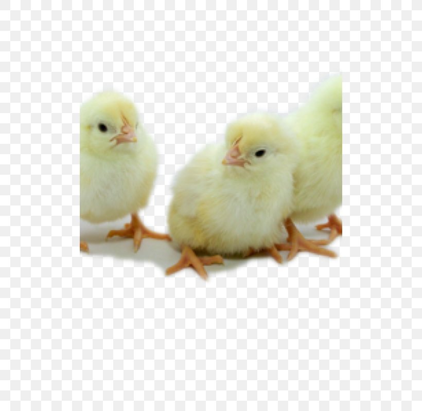 Leghorn Chicken Hatchery Egg White Limited Liability Company, PNG, 510x800px, Leghorn Chicken, Beak, Bird, California, Chicken Download Free