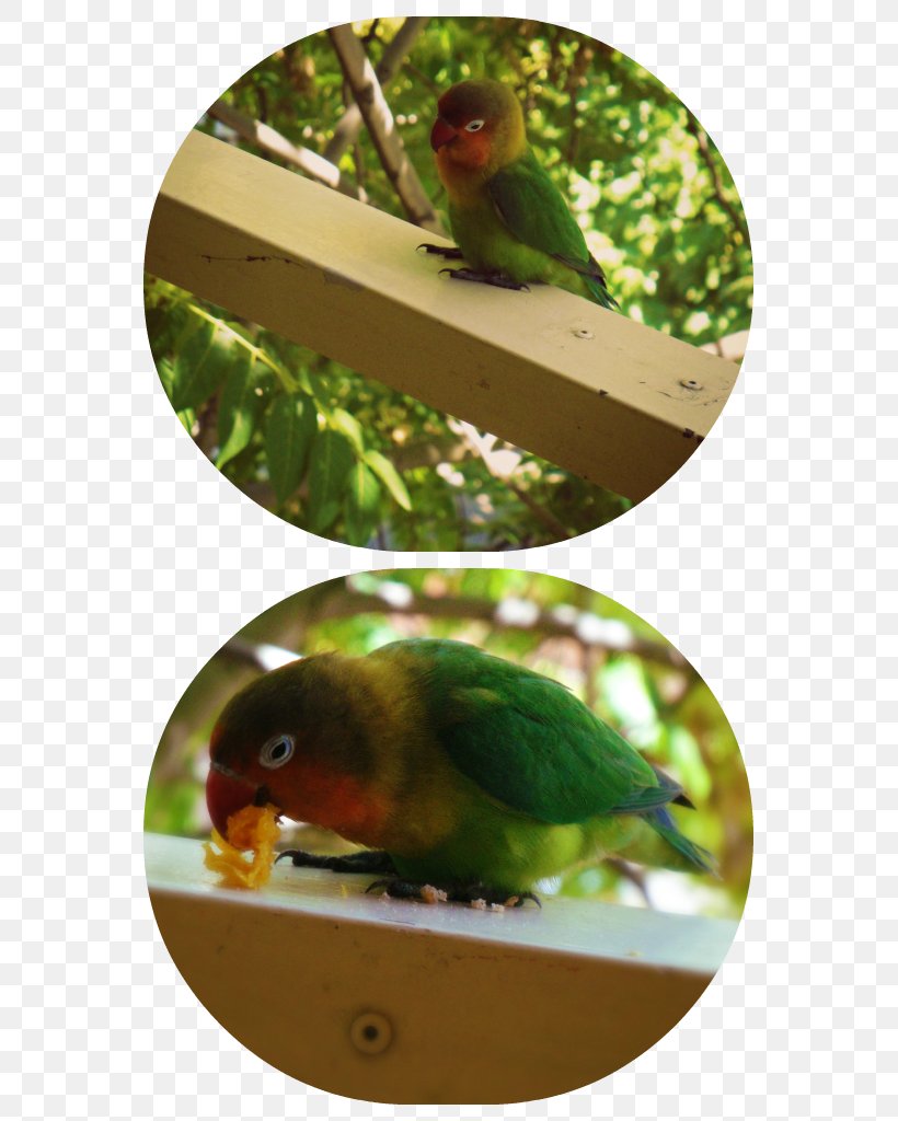 Lovebird Parakeet Beak Animal, PNG, 587x1024px, Lovebird, Animal, Beak, Bird, Fauna Download Free