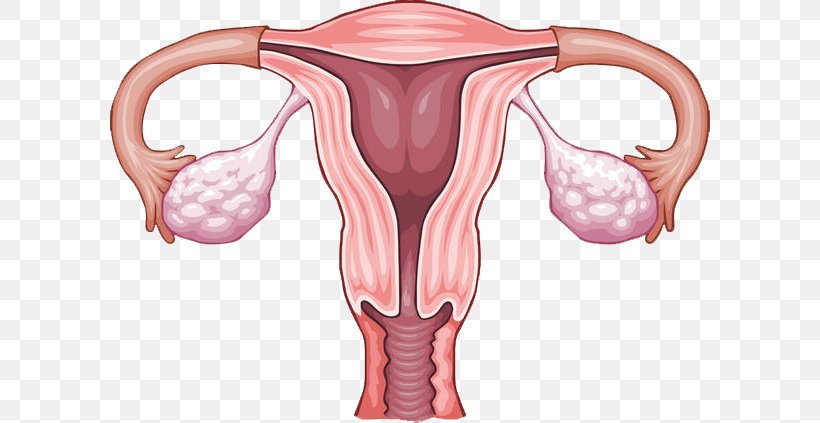 Ovary Uterus Reproductive System Menstruation, PNG, 600x423px, Watercolor, Cartoon, Flower, Frame, Heart Download Free