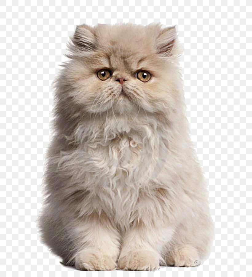Persian Cat Maine Coon Birman Kitten Pet, PNG, 692x900px, Persian Cat, Asian Semi Longhair, Birman, Breed, British Semi Longhair Download Free