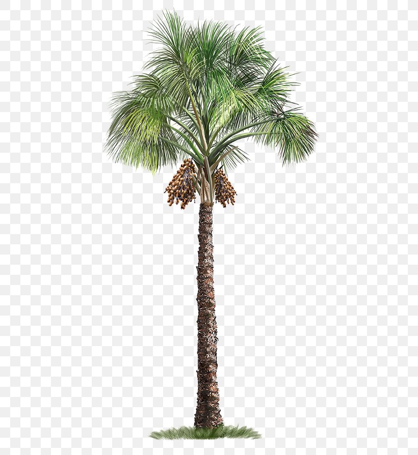Sago Palm Cycad Palm Trees Mexican Fan Palm, PNG, 480x894px, Sago Palm, Arecales, Attalea Speciosa, Borassus Flabellifer, California Palm Download Free
