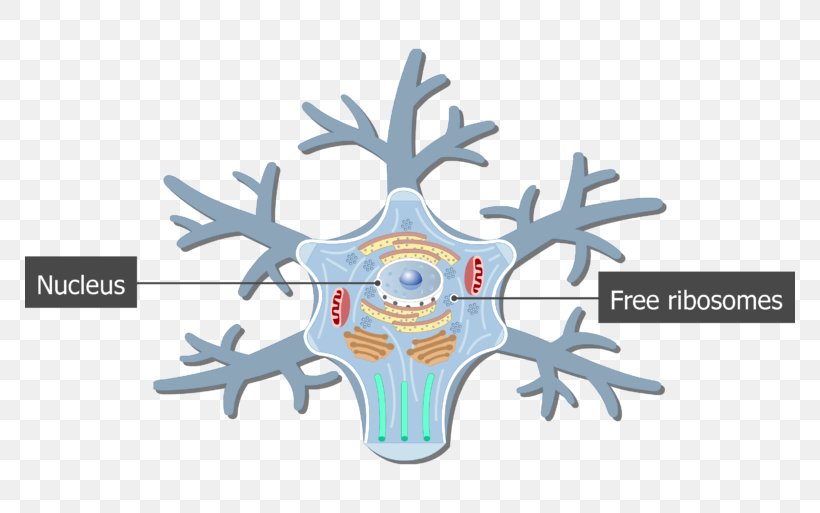 Soma Motor Neuron Cell Nervous System, PNG, 770x513px, Watercolor, Cartoon, Flower, Frame, Heart Download Free