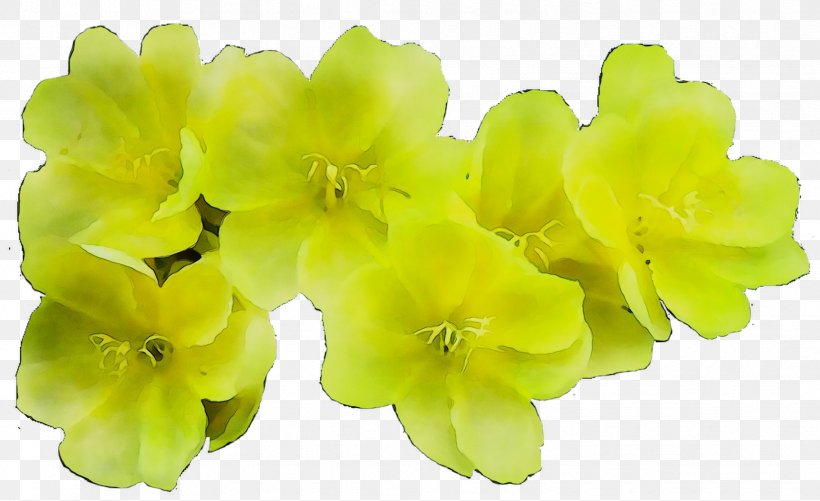Yellow Herbaceous Plant Flowering Plant Plants, PNG, 1649x1008px, Yellow, Artificial Flower, Evening Primrose Family, Flower, Flowering Plant Download Free