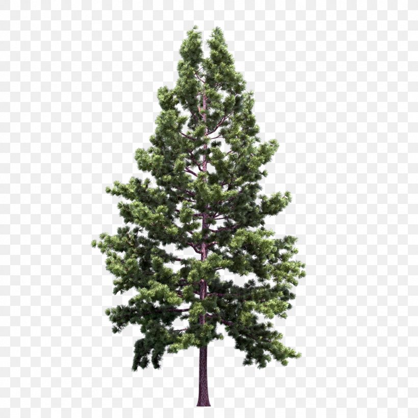 Blue Spruce Noble Fir Christmas Tree, PNG, 1024x1024px, Blue Spruce, Artificial Christmas Tree, Balsam Hill, Branch, Christmas Download Free