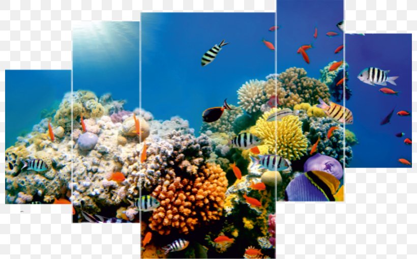 Coral Reef Desktop Wallpaper Underwater Sea Ocean, PNG, 800x509px, Coral Reef, Aquarium, Aquarium Decor, Coral, Coral Reef Fish Download Free