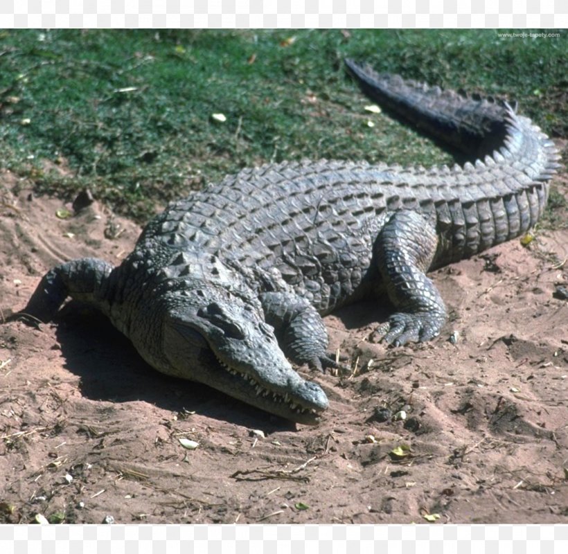 Nile Crocodile Morelet's Crocodile Saltwater Crocodile Alligator United States, PNG, 1116x1089px, Nile Crocodile, Alligator, American Alligator, Animal, Crocodile Download Free