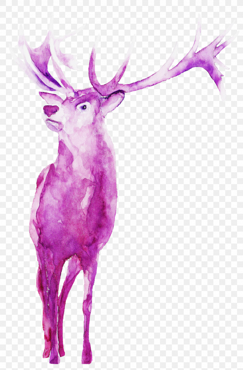 Reindeer, PNG, 1973x3000px, Pink, Antler, Deer, Elk, Horn Download Free
