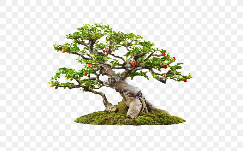 Banyan Bonsai Tree Garden, PNG, 512x512px, Banyan, Bonsai, Fig Trees, Flowerpot, Garden Download Free
