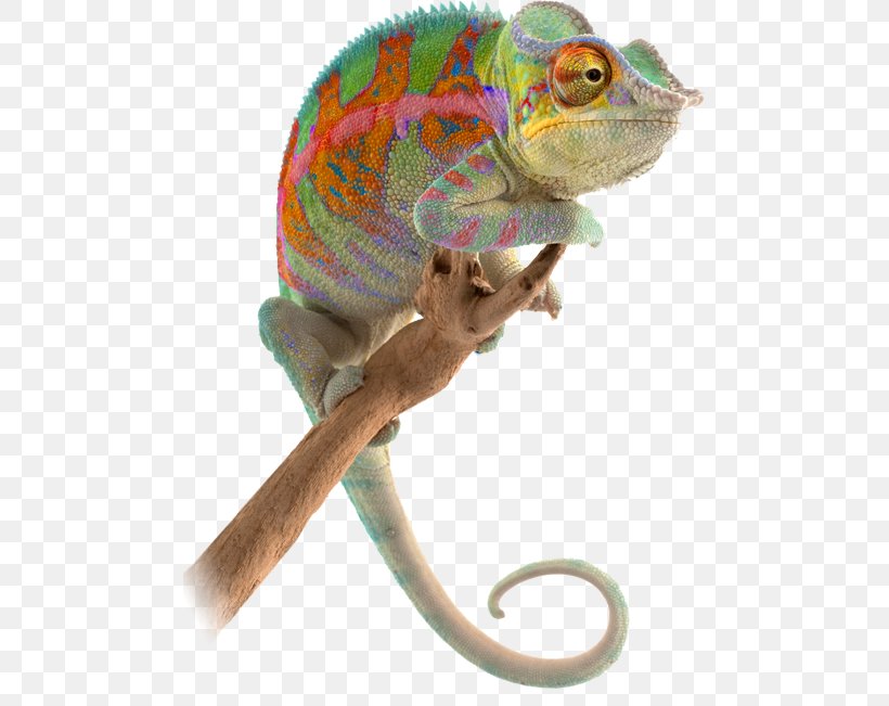 Chameleons Reptile Animal Lizard Novopac SA, PNG, 481x651px, Chameleons, Animal, Chameleon, Fauna, Iguanas Download Free