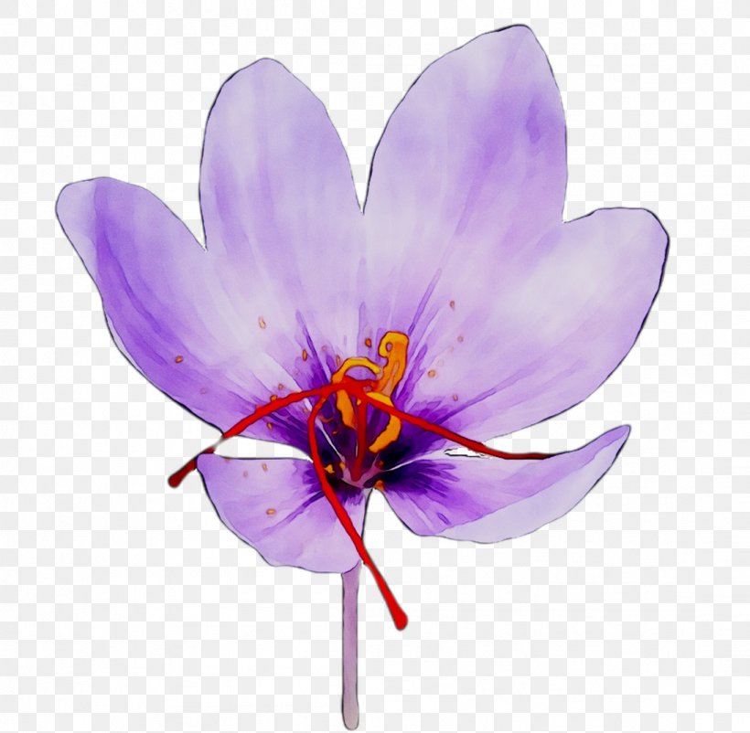 Crocus Saffron Moth Orchids, PNG, 1094x1070px, Crocus, Botany, Flower, Flowering Plant, Iris Family Download Free