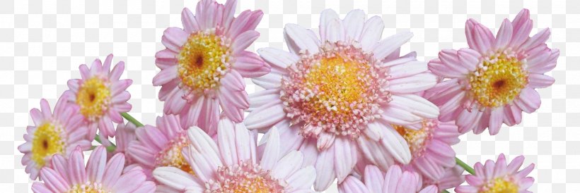 Dahlia Common Daisy Oxeye Daisy Flower Margarita, PNG, 1920x643px, Dahlia, Annual Plant, Aster, Blossom, Chrysanthemum Download Free