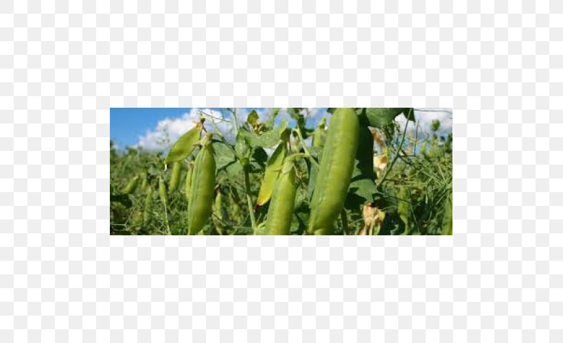 Luffa Cucumber, PNG, 500x500px, Luffa, Cucumber, Plant, Vegetable Download Free