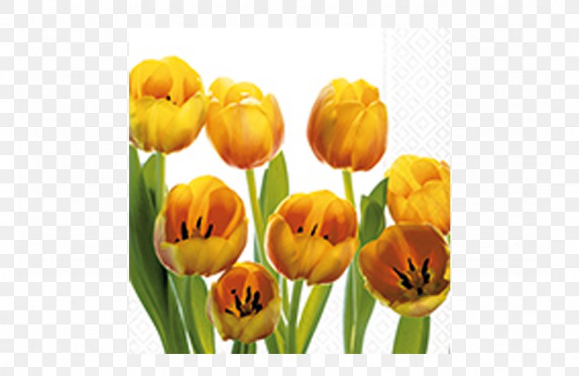 Tulip Paper Cloth Napkins Cut Flowers, PNG, 1075x700px, Tulip, Bud, Cloth Napkins, Cut Flowers, Decoupage Download Free