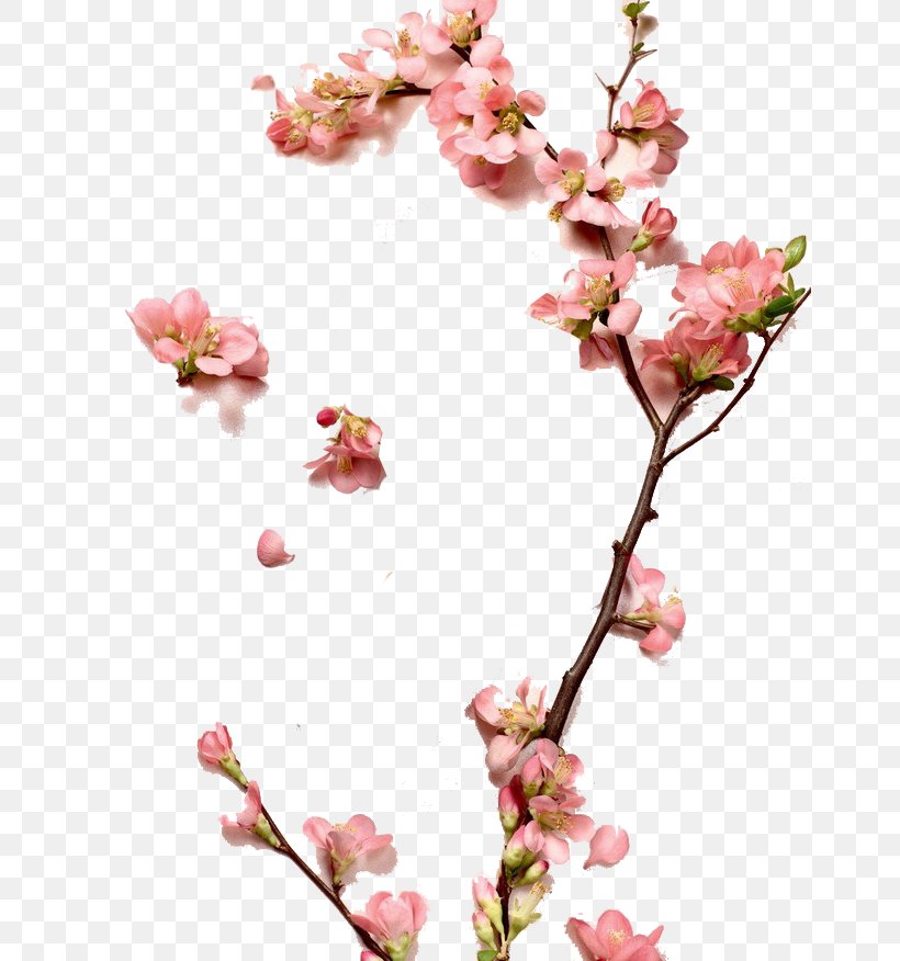Zhangzhou Cosmetics Peach Designer, PNG, 658x876px, Zhangzhou, Artificial Flower, Blossom, Branch, Cherry Blossom Download Free