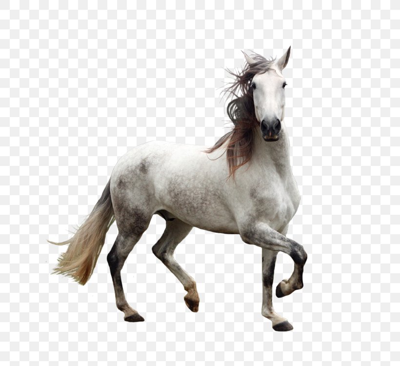 Andalusian Horse Gray, PNG, 750x750px, Andalusian Horse, Art, Colt, Gray, Horse Download Free