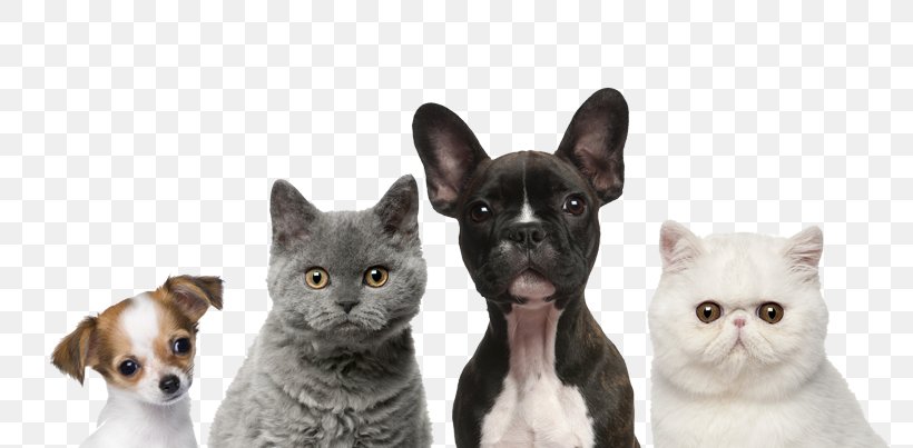 Dog And Cat, PNG, 800x403px, Cat, Animal, British Shorthair, Burmese, Cat Food Download Free