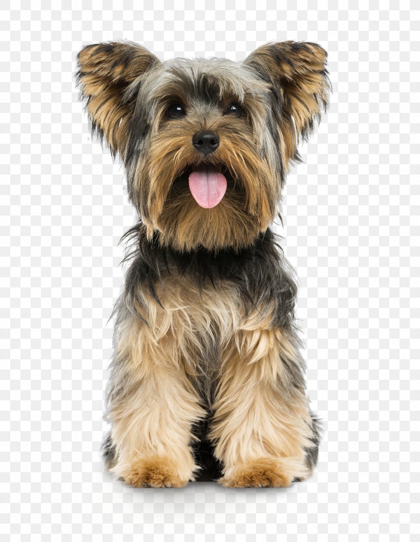 Dog Yorkshire Terrier Puppy Terrier Small Terrier, PNG, 1000x1289px, Dog, Puppy, Small Terrier, Terrier, Yorkshire Terrier Download Free