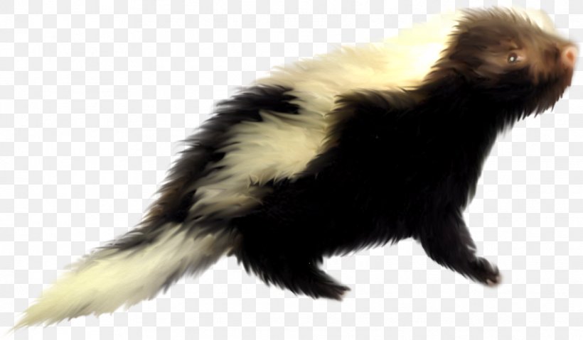 Ferret Skunk Domestic Pig Dog Squirrel, PNG, 1118x654px, Ferret, Animal, Badger, Dog, European Polecat Download Free