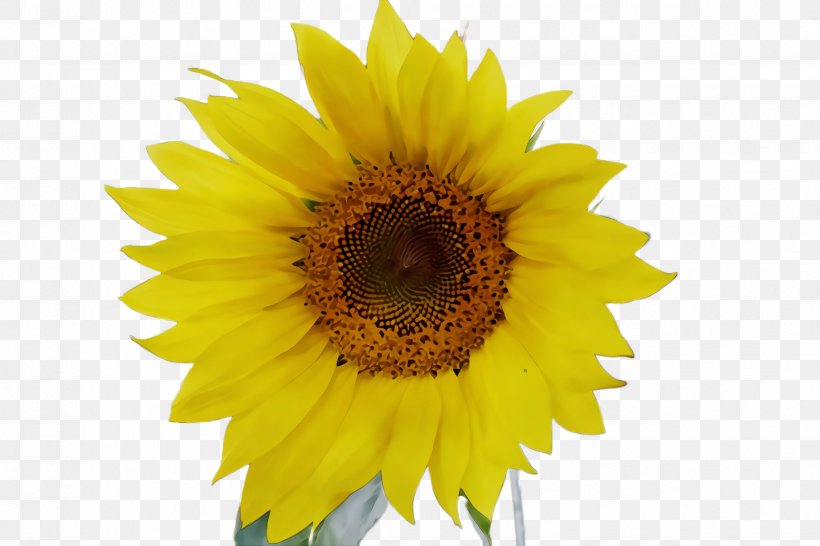 Flowers Background, PNG, 2448x1632px, Sunflower, Annual Plant, Asterales, Bloom, Common Sunflower Download Free