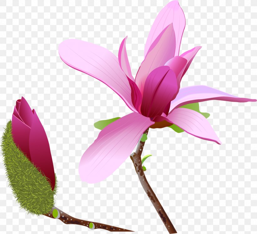 Magnolia Flower Clip Art, PNG, 1112x1017px, Magnolia, Bud, Flora, Floral Design, Flower Download Free