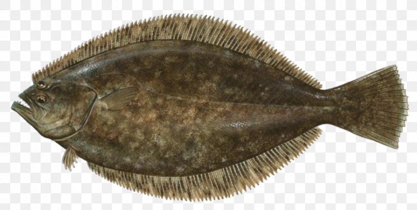 Summer Flounder Fishing Paralichthys Lethostigma, PNG, 880x444px, Flounder, Bony Fish, Bottom Feeder, Fauna, Fish Download Free