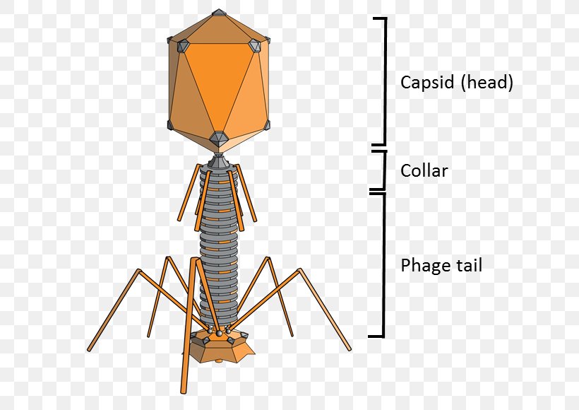 Bacteriophage Enterobacteria Phage T2 Enterobacteria Phage T4 Phage Group Phage Therapy, PNG, 673x580px, Bacteriophage, Bacteria, Bacterial Cell Structure, Capsid, Caudovirales Download Free