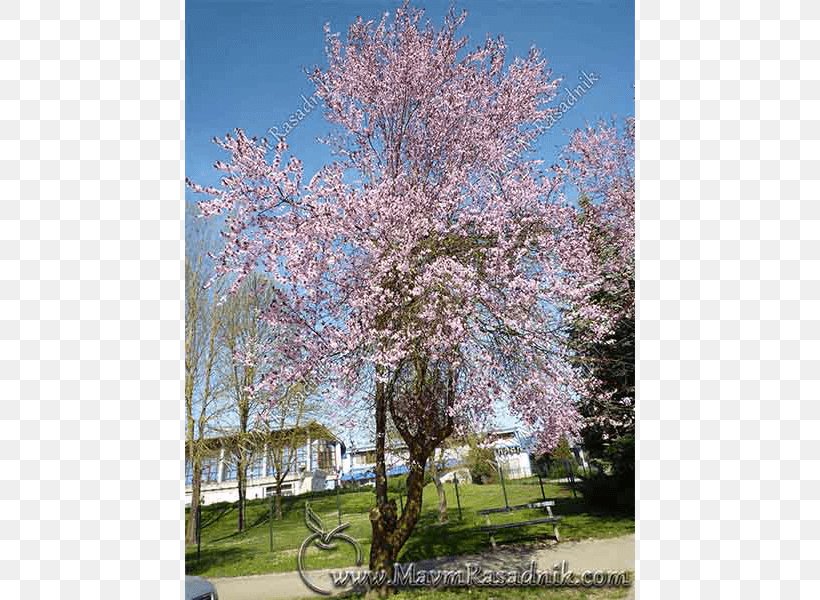 Cherry Blossom Prunus ST.AU.150 MIN.V.UNC.NR AD, PNG, 800x600px, Cherry Blossom, Blossom, Branch, Cherry, Flora Download Free