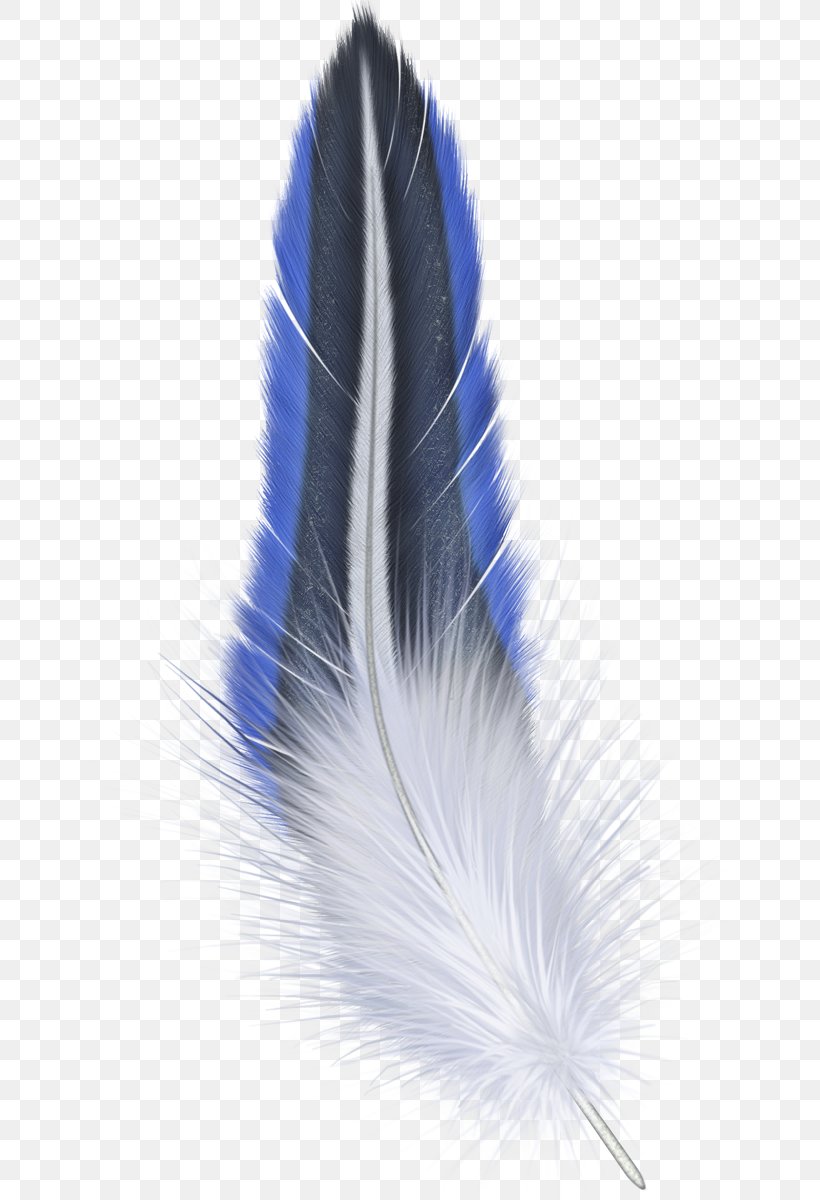 Feather Clip Art, PNG, 643x1200px, Feather, Computer Graphics, Digital Image, Image File Formats, Lossless Compression Download Free