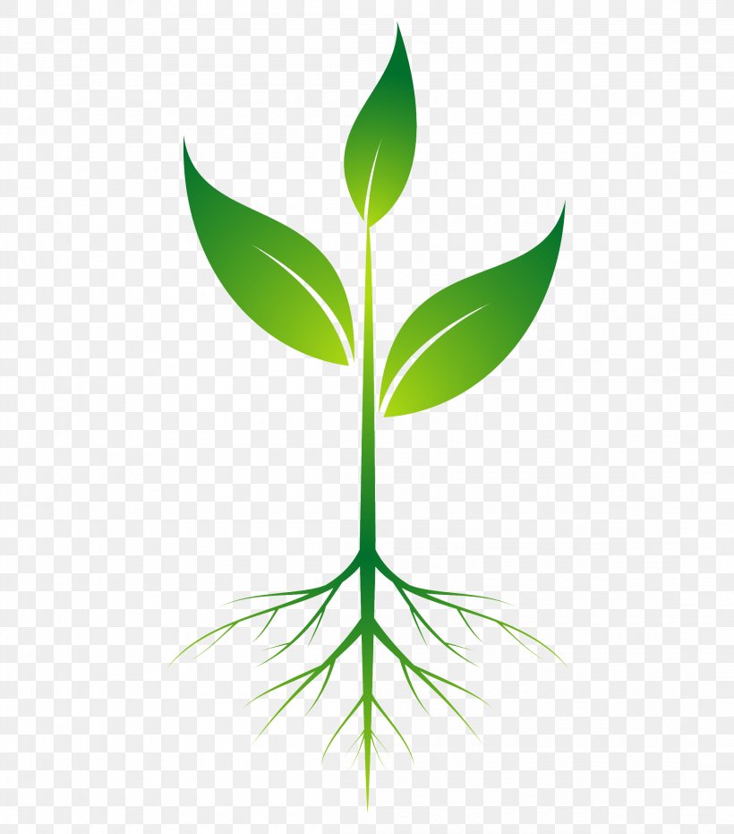 Root Plant Clip Art, PNG, 2200x2500px, Root, Branch, Flora, Flower, Grass Download Free