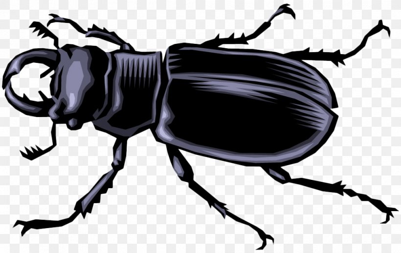 Volkswagen Beetle Butterfly Darkling Beetle Cartoon, PNG, 1010x640px, Volkswagen Beetle, Animal, Arthropod, Beetle, Butterfly Download Free