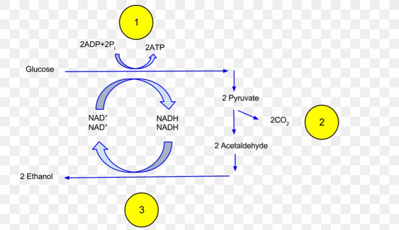 Fermentation Lactose Dairy Products Yoghurt Lactic Acid, PNG, 984x568px, Fermentation, Acid, Alcoholic Drink, Area, Bacteria Download Free