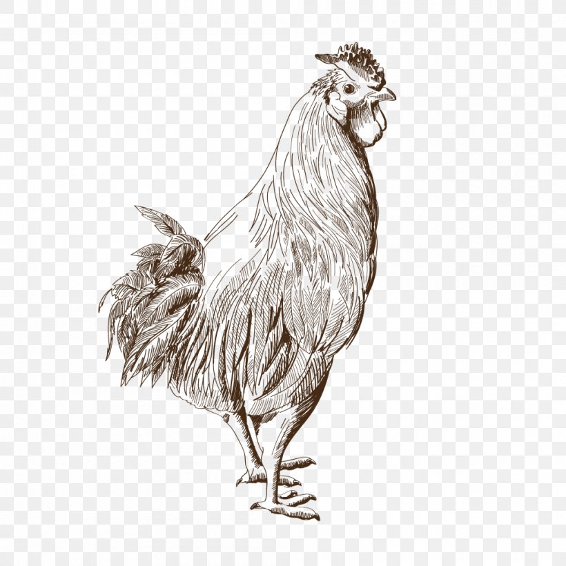 Rooster Bird Of Prey Beak Drawing, PNG, 1000x1000px, Rooster, Beak, Bird, Bird Of Prey, Black And White Download Free