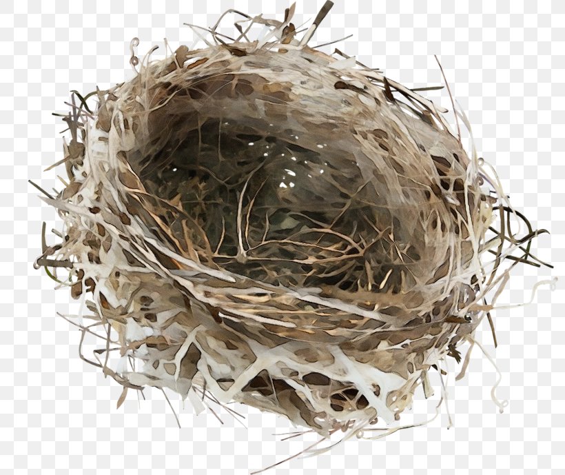 Bird Nest Nest Twig Plant, PNG, 800x689px, Watercolor, Bird Nest, Nest, Paint, Plant Download Free