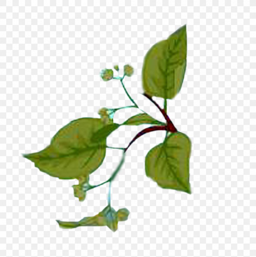 Leaf Download Clip Art, PNG, 996x1000px, Leaf, Branch, Flora, Flower, Google Images Download Free