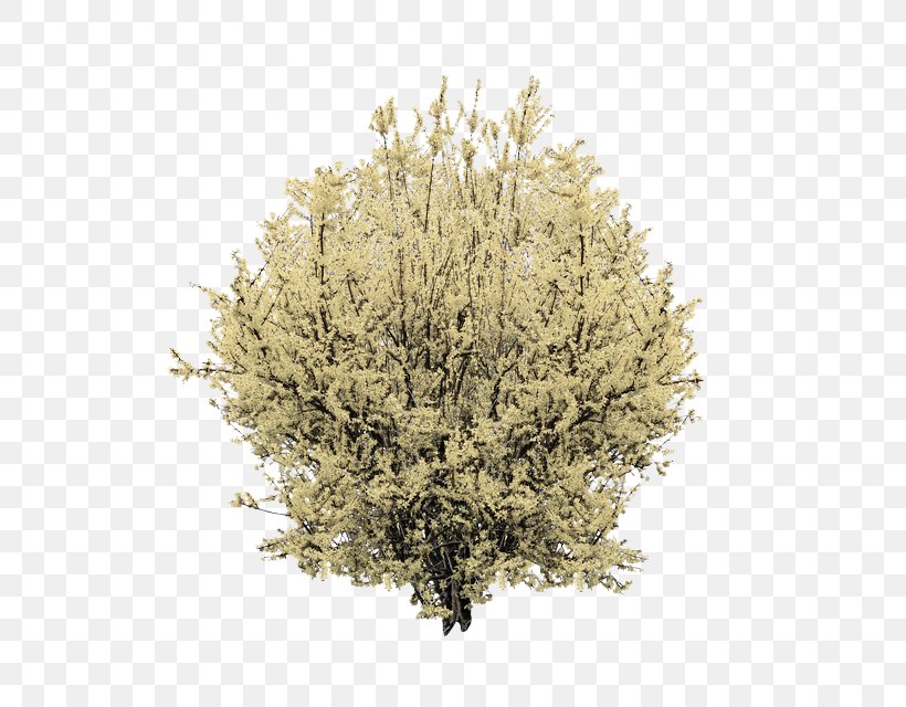 Plant Tree Grass Flower Shrub, PNG, 565x640px, Plant, American Larch, Aquarium Decor, Flower, Grass Download Free