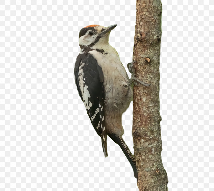 Woodpeckers Beak, PNG, 1354x1210px, Woodpeckers, Beak Download Free