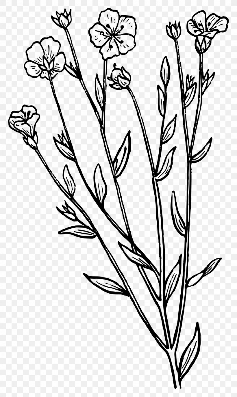 Biology Botany Clip Art, PNG, 1431x2400px, Biology, Black And White, Botany, Branch, Drawing Download Free