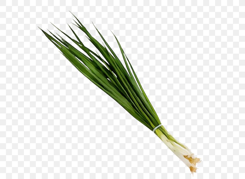 Welsh Onion Plant Vegetable Chives Grass, PNG, 600x600px, Watercolor, Chives, Elymus Repens, Flowering Plant, Grass Download Free